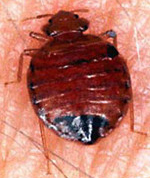 dezinsekce - hubení hmyzu